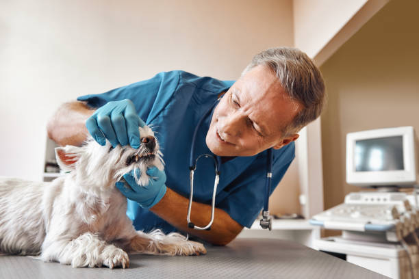 Best Emergency Root Canal Treatment in St Cloud, FL